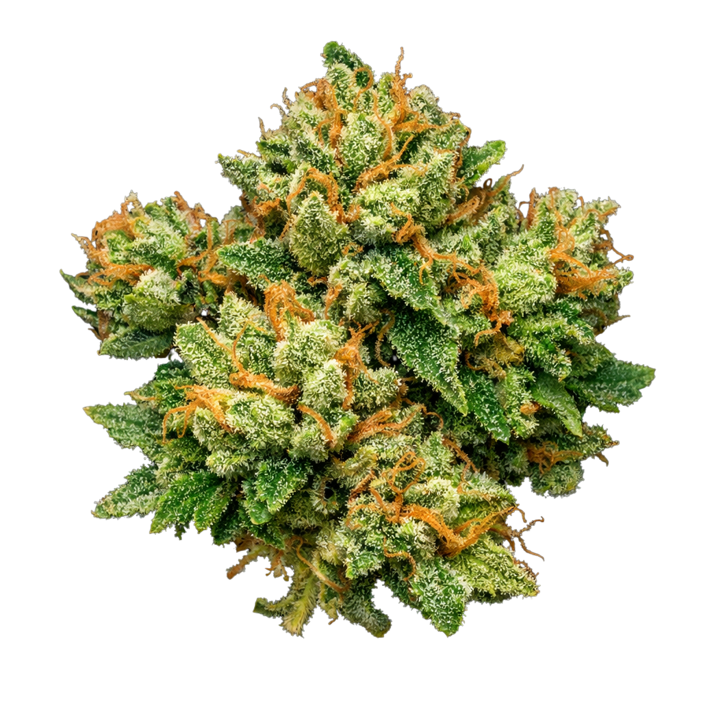 Fleur 18% CBD Cali "Sour Cream" verte trichomée et orange, dans la collection Fleurs CBD et Nos Fleurs Californiennes.