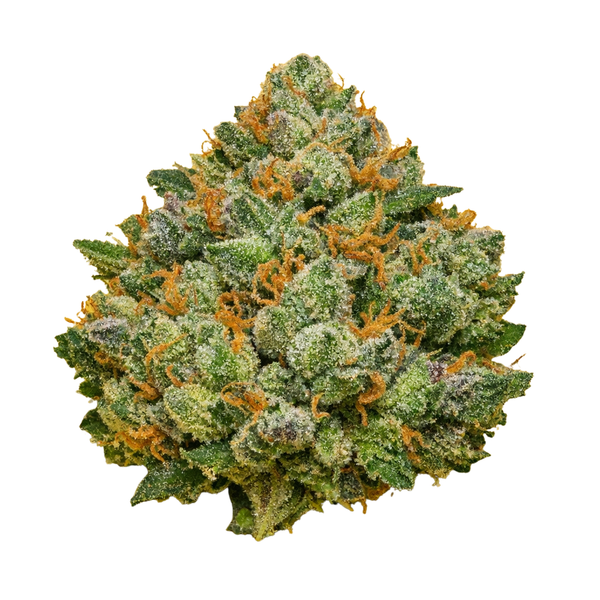 Fleur 14% CBD Classique "Orange Bud", bourgeon dense avec pistils orange et trichomes, collection Fleurs CBD et CBD Naturel.