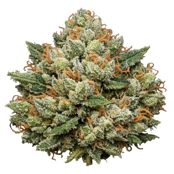 Fleur 14% CBD Classique "Orange Bud" riche en cristaux, idéale pour la collection Nos Fleurs Classiques et CBD Naturel.