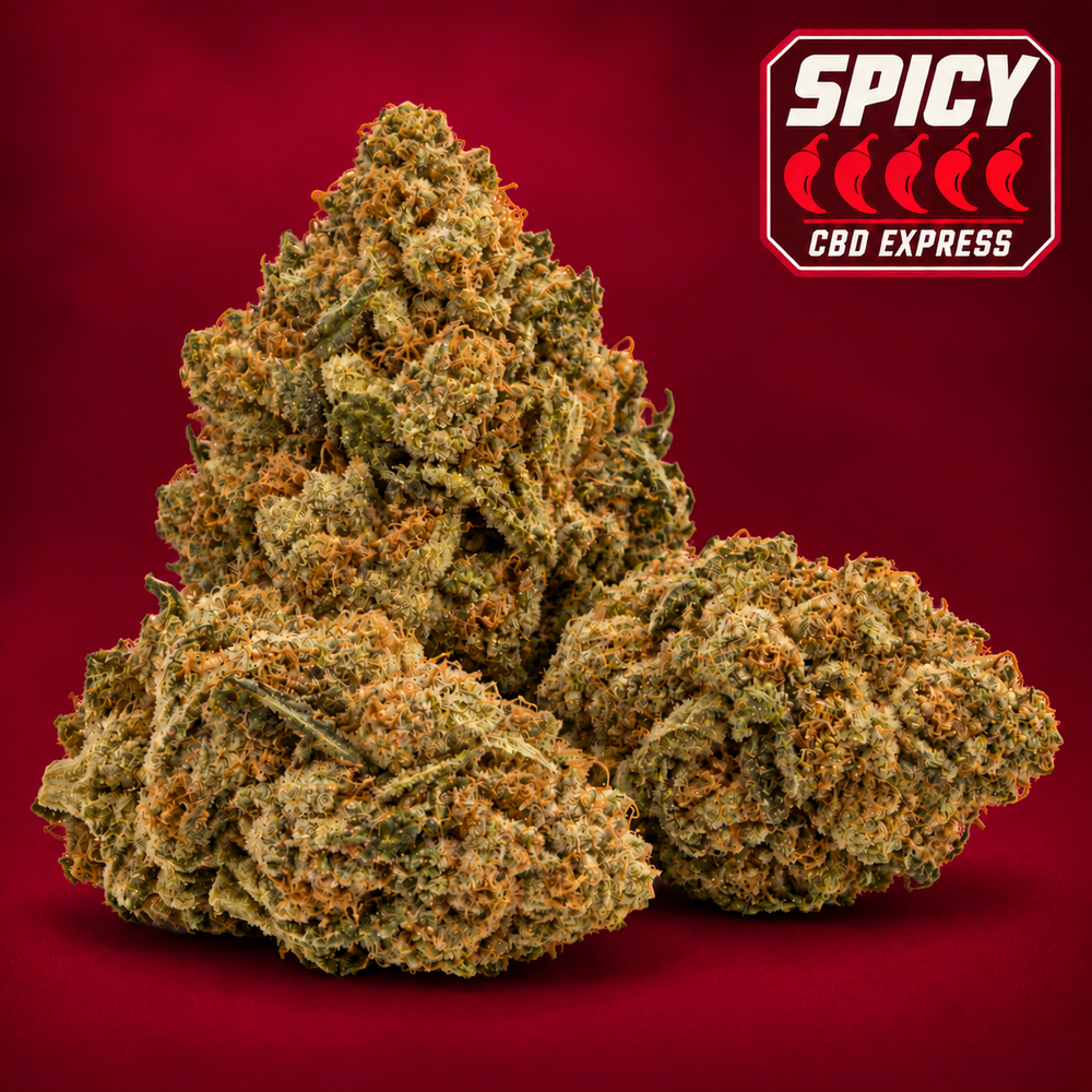 Blue Cheese, fleur CBD sur fond bordeaux avec badge Spicy 5 piments sur 5.