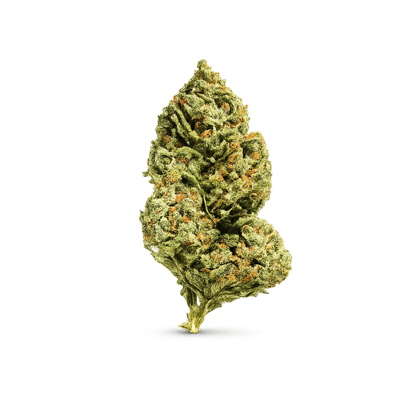 Fleur CBD Fanta pas chere, tete de cannabis sativa seche sur fond blanc, structure dense et compacte, trichomes blancs visibles, pistils orange repartis sur toute la surface, calices verts profonds, tige doree a la base. Variete indoor premium taux THC inferieur a 0,3%, aromes fruites intenses. Achat fleur CBD livraison rapide France, prix bas garanti.